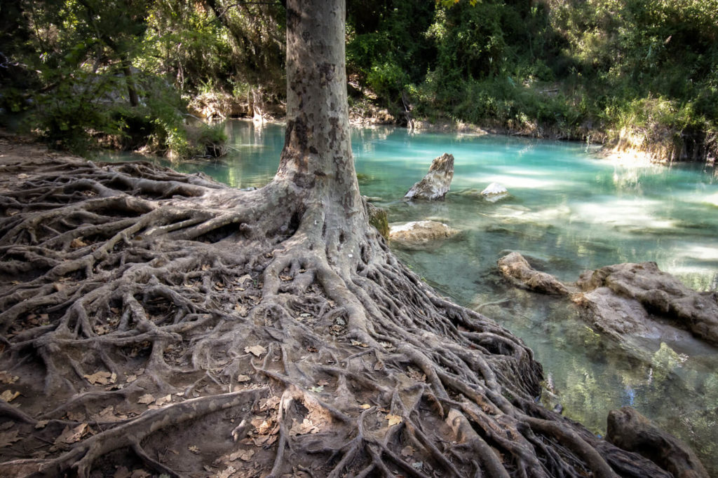 Racines aériennes d'un arbre au bord de la Besque, à la cascade de Sillans