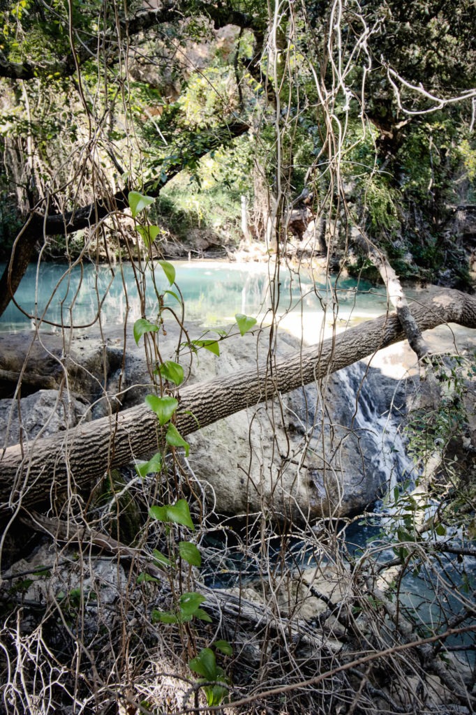 Lianes et troncs enchevêtrés au bord de la Besque à Sillans-la-Cascade