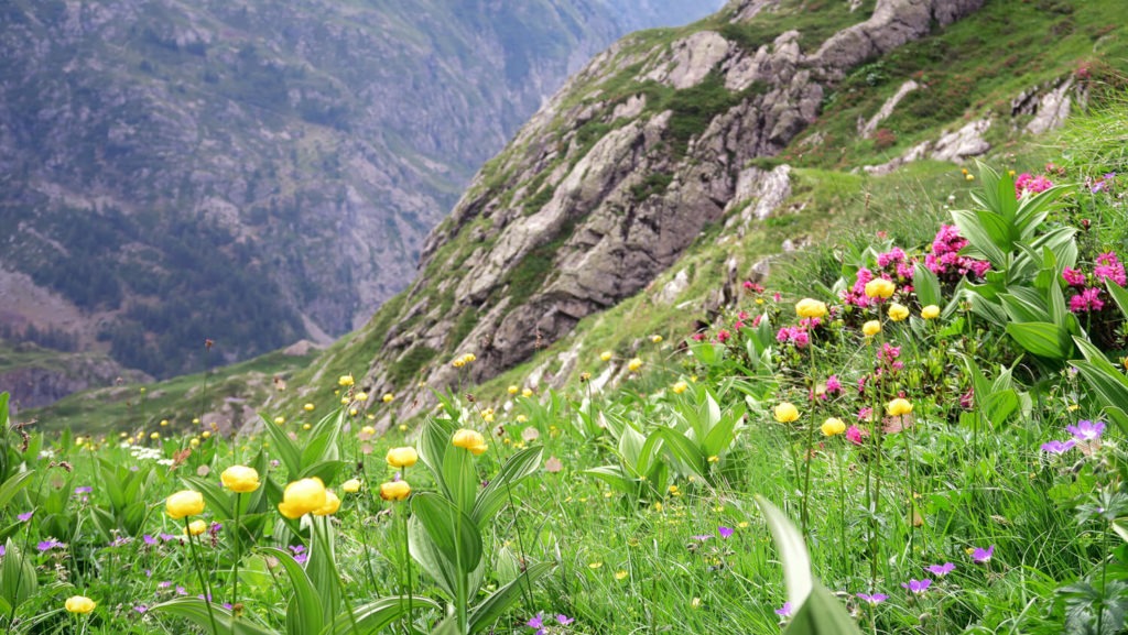 Champ de fleurs des montagnes avec vue sur la vallée du Valgaudemar, Hautes-Alpes