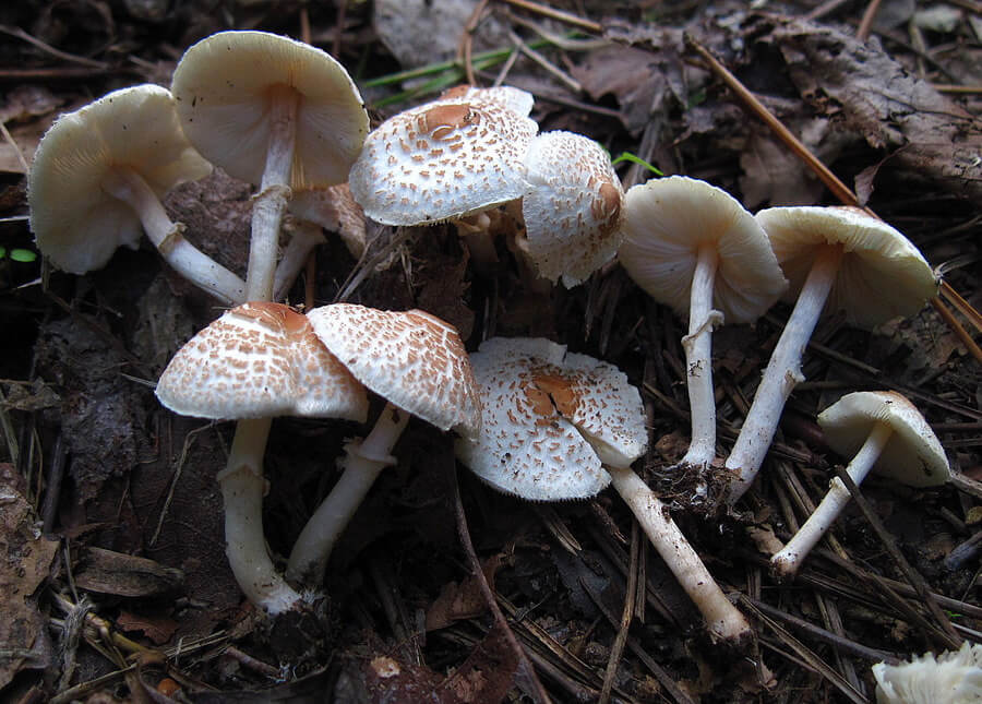 Lépiote brun incarnat ou Lepiota Cristata est un champignon mortel