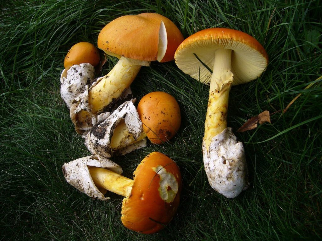 L'amanite des Césars ou Oronge : le graal du ramasseur de champignons