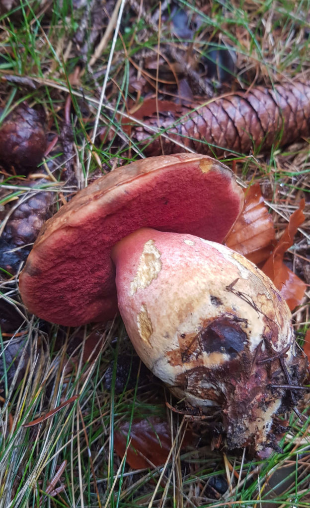 Bolet à pied rouge sur fond de pommes de pin