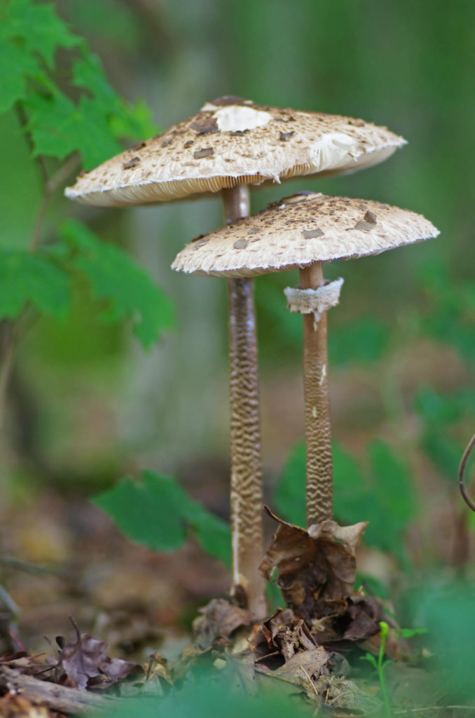 Un excellent champignon : la coulemelle ou lépiote élevée