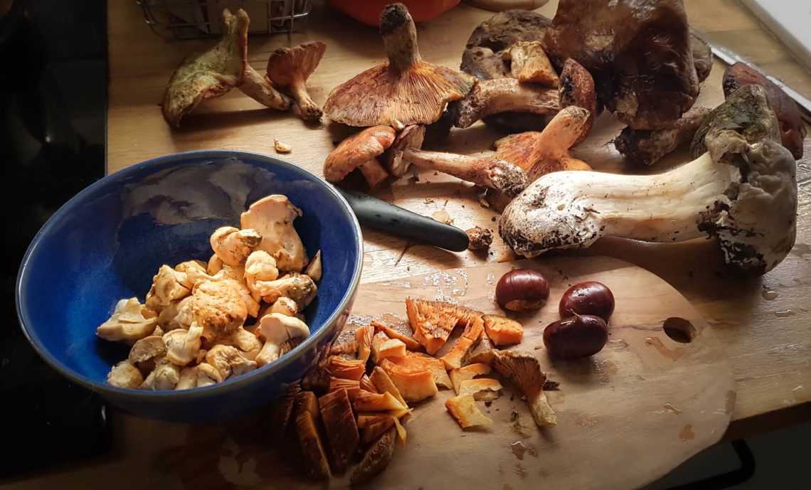 Résultat d'une cueillette de champignons : cèpes, pieds de moutons, lactaires délicieux sur une planche