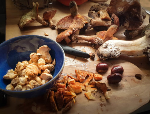 Résultat d'une cueillette de champignons : cèpes, pieds de moutons, lactaires délicieux sur une planche