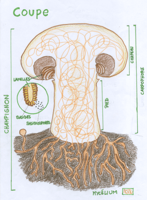 Dessin-schéma d'un champignon et son mycélium