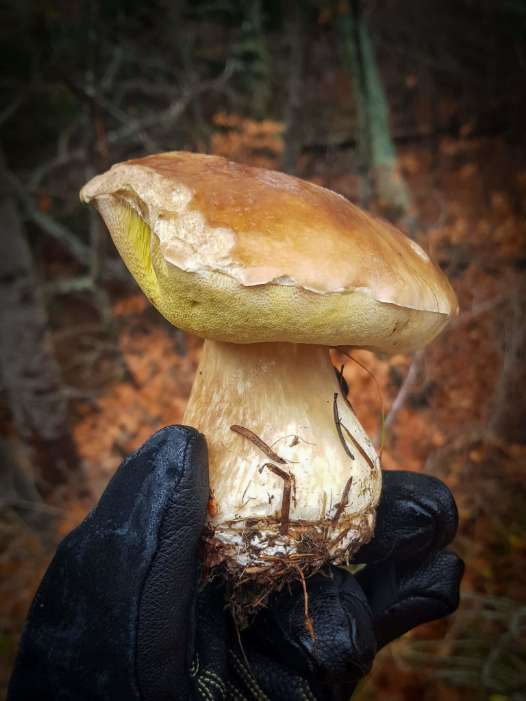 Splendide exemplaire de cèpe du châtaignier, un classique de la cueillette des champignons